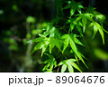 紅葉 89064676