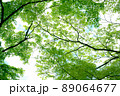紅葉 89064677