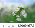 花 89064678