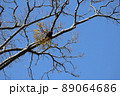 青空と冬枯れの木の枝と宿り木のある風景 89064686