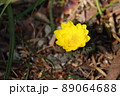 黄色い花びらのフクジュソウの咲く風景 89064688
