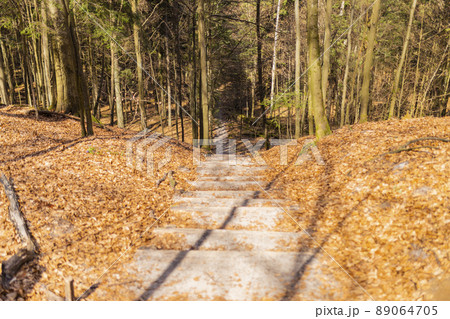 Path through Beech Mountain Reserve - in polish Bukowa Gora - in Zwierzyniec, Roztochia region in Poland. 89064705