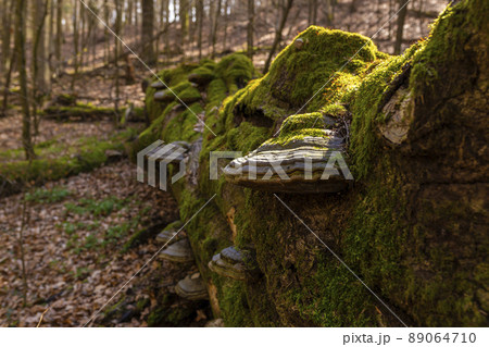 Path through Beech Mountain Reserve - in polish Bukowa Gora - in Zwierzyniec, Roztochia region in Poland. Fomes fomentarius (false tinder fungus) on a tree bark. 89064710