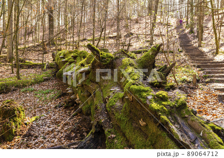 Path through Beech Mountain Reserve - in polish Bukowa Gora - in Zwierzyniec, Roztochia region in Poland. Fomes fomentarius (false tinder fungus) on a tree bark. 89064712