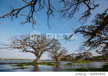 Trees on Sri Lanka 89064866