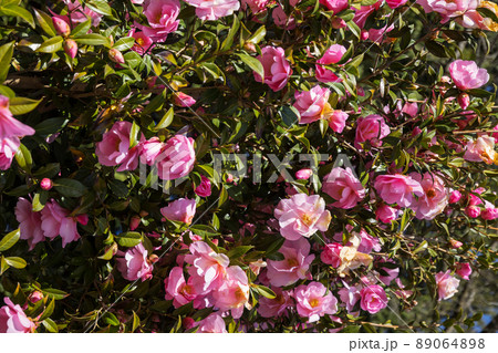Rose Rose 89064898