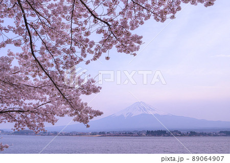 山梨県）河口湖と富士山と満開の桜・夕暮れ時の写真素材 [89064907] - PIXTA