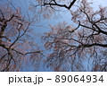 青空とピンクの花びらの枝垂れ桜の花が咲く大樹を見上げた風景 89064934