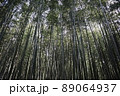 緑の竹林の風景 89064937