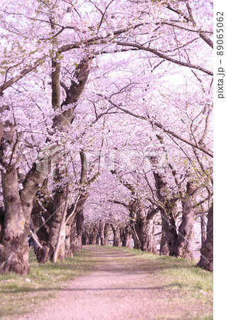 桜のトンネル 89065062
