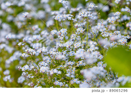 忘れな草の花畑 89065296