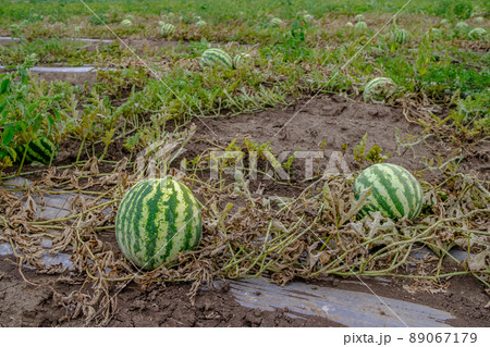 Selective focus on round striped green watermelon on the field. Copy space. Selective focus on round striped green watermelon on the field. Copy space. 89067179