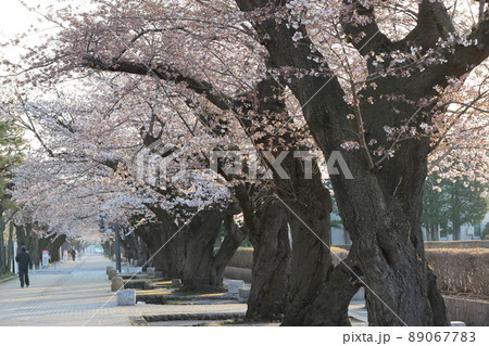 早朝の駒街道の桜（青森県十和田市） 89067783