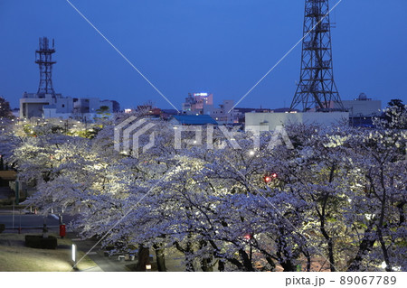 ライトアップした街道の桜（青森県十和田市） 89067789
