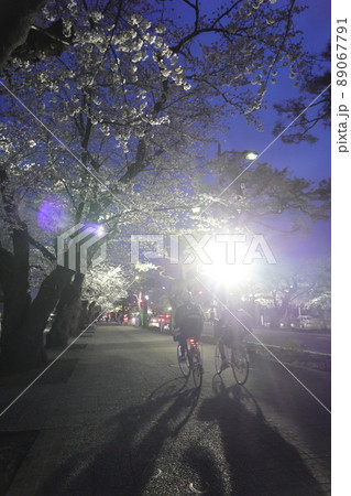 ライトアップされた駒街道の桜(青森県十和田市) ライトアップされた駒街道の桜(青森県十和田市) 89067791