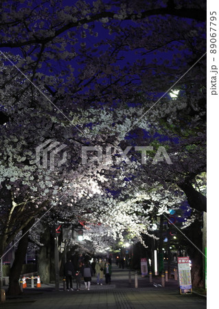 ライトアップされた駒街道の桜（青森県十和田市） 89067795