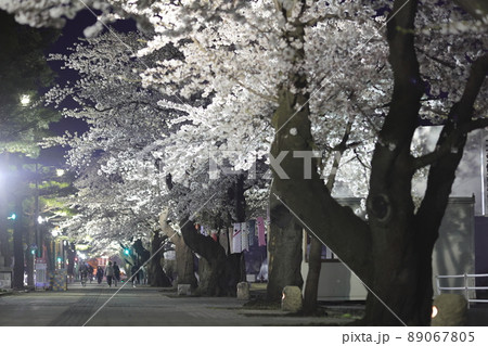 ライトアップされた駒街道の桜(青森県十和田市) ライトアップされた駒街道の桜(青森県十和田市) 89067805