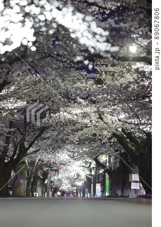 ライトアップされた駒街道の桜(青森県十和田市) ライトアップされた駒街道の桜(青森県十和田市) 89067806