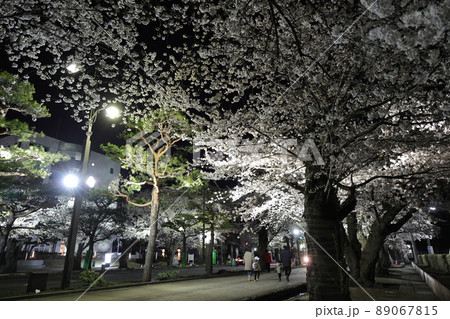 ライトアップされた駒街道の桜（青森県十和田市） 89067815