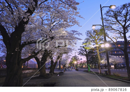 ライトアップされた十和田市官庁街の桜（青森県十和田市） 89067816
