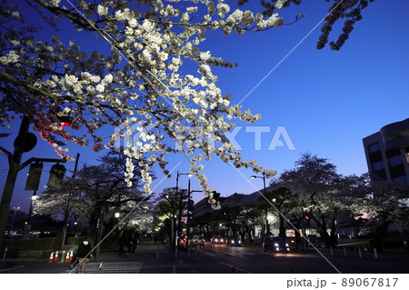 ライトアップされた十和田市官庁街の桜(青森県十和田市) ライトアップされた十和田市官庁街の桜(青森県十和田市) 89067817