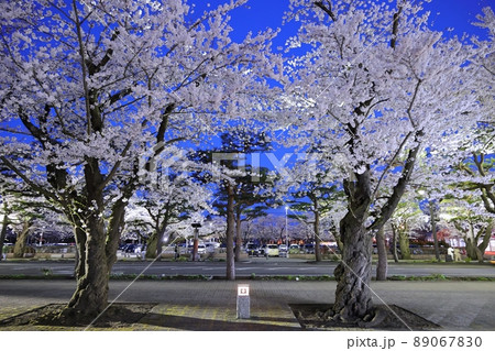 ライトアップされた十和田市官庁街の桜（青森県十和田市） 89067830