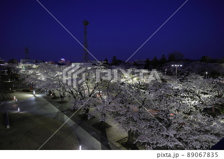ライトアップされた官庁街の桜（青森県十和田市） 89067835