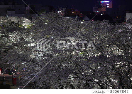 ライトアップされた十和田湖官庁街の桜(青森県十和田市) ライトアップされた十和田湖官庁街の桜(青森県十和田市) 89067845