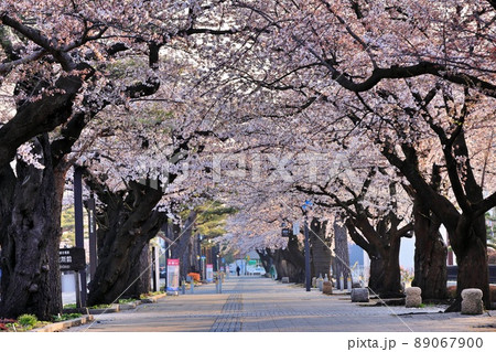 早朝の十和田湖官庁街の桜（青森県十和田市） 89067900
