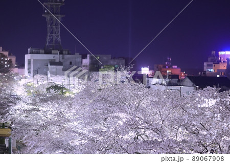 ライトアップした十和田湖官庁街の桜（青森県十和田市 89067908