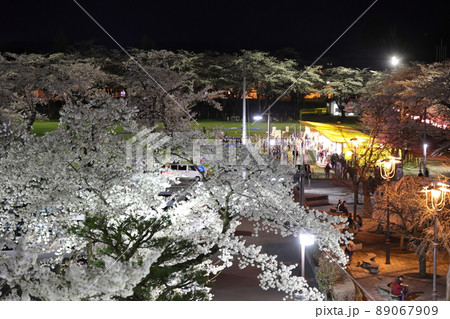 ライトアップした十和田湖官庁街の桜（青森県十和田市 89067909