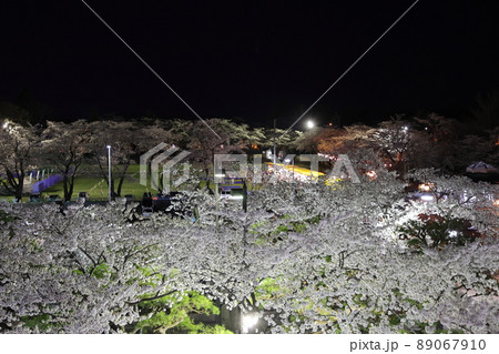 ライトアップした十和田湖官庁街の桜（青森県十和田市 89067910