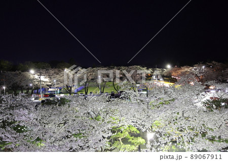 ライトアップした十和田湖官庁街の桜（青森県十和田市 89067911