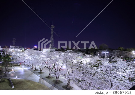 ライトアップした十和田湖官庁街の桜(青森県十和田市) ライトアップした十和田湖官庁街の桜(青森県十和田市) 89067912