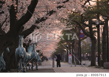 早朝の十和田湖官庁街の桜(青森県十和田市) 早朝の十和田湖官庁街の桜(青森県十和田市) 89067913