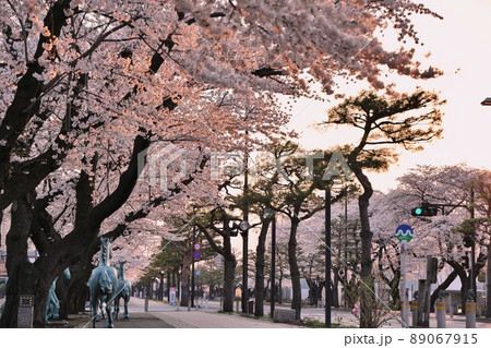 早朝の十和田湖官庁街の桜（青森県十和田市） 89067915