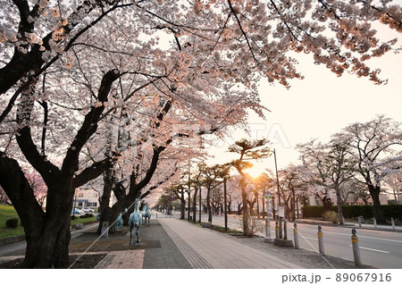 早朝の十和田湖官庁街の桜(青森県十和田市) 早朝の十和田湖官庁街の桜(青森県十和田市) 89067916
