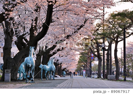 早朝の十和田湖官庁街の桜（青森県十和田市） 89067917