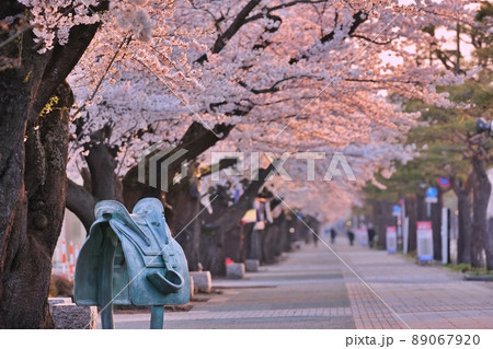 早朝の十和田湖官庁街の桜（青森県十和田市） 89067920