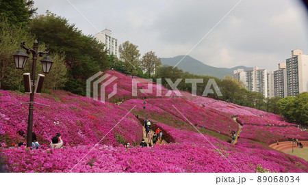 Gunpo Azalea Flower Festival Complex Citizen's Park Scenery Gunpo Azalea Flower Festival Complex Citizen's Park Scenery 89068034