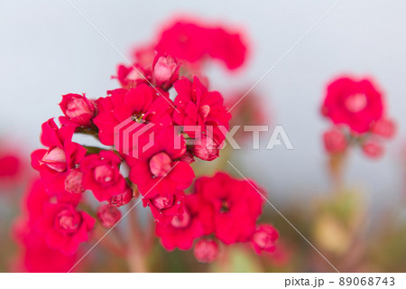 カランコエの花 89068743