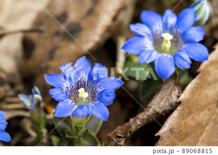 落ち葉の間に咲いているフデリンドウの花 落ち葉の間に咲いているフデリンドウの花 89068815