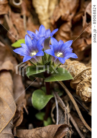 落ち葉の間に咲いているフデリンドウの花 89068824