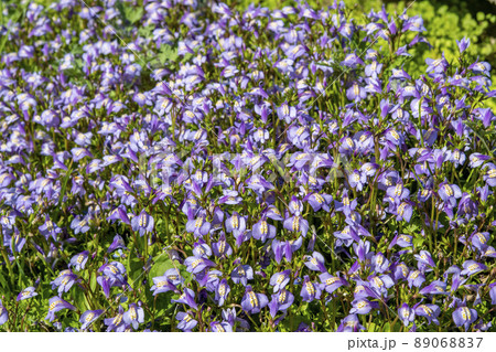 地面を覆い尽くすムラサキサギゴケの花 89068837