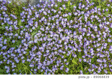 地面を覆い尽くすムラサキサギゴケの花 地面を覆い尽くすムラサキサギゴケの花 89068839