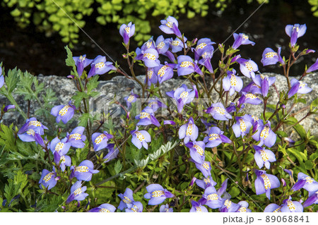 ムラサキサギゴケの花 89068841