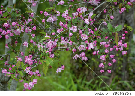花海棠の花 89068855