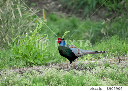 日本の美しい鳥「キジ」 89069064