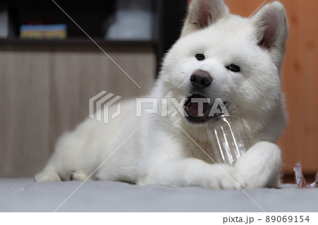 室内飼いの白の秋田犬 室内飼いの白の秋田犬 89069154