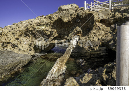 波根西の珪化木　島根県大田市 89069338